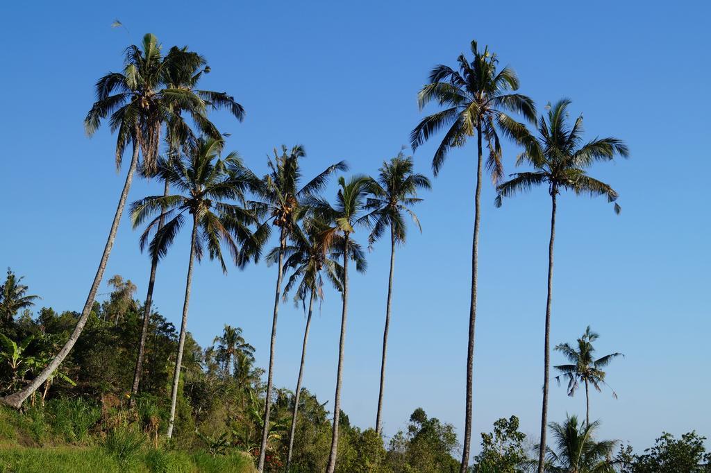 Lafyu Bali Hotel Singaraja  Exterior photo